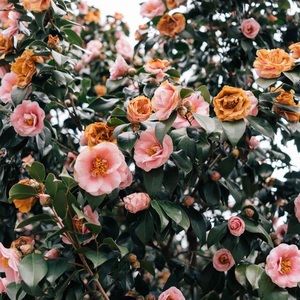 Meet your Posher, Evelyn